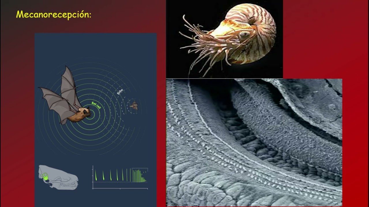 Sistema Nervioso Percepción y Conducta