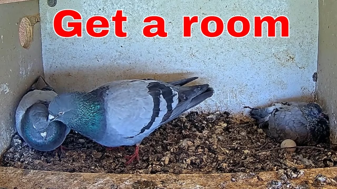 Pigeon Pair Courting Again — A Key Life Stage 🕊️✨