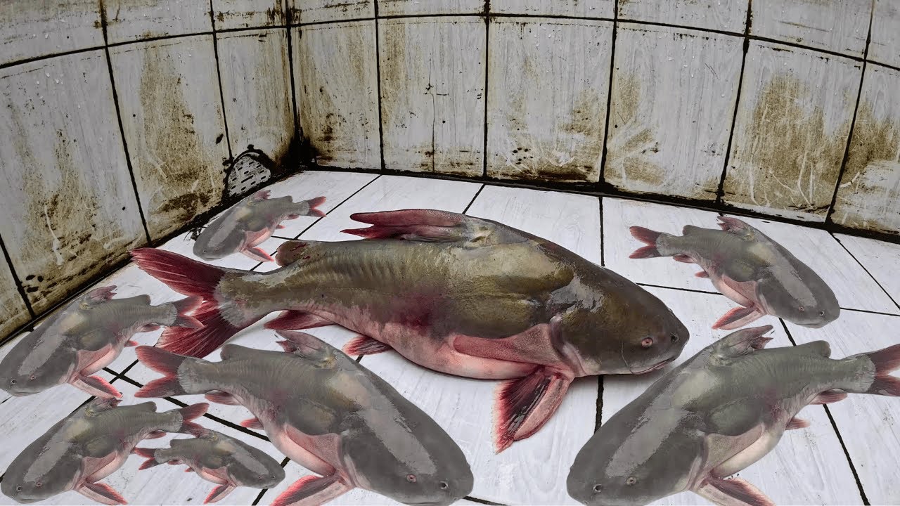 Giant Shark in Aquarium 4K Ultra HD Fish Tank Video