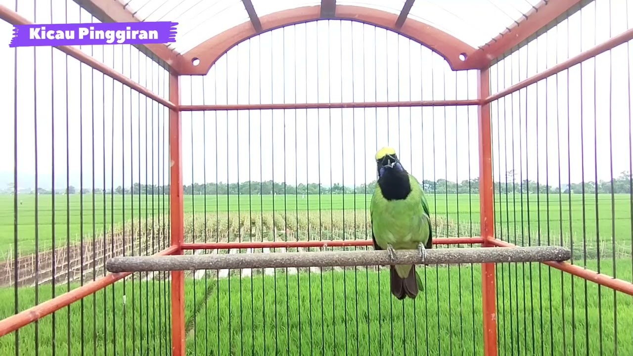 SUARA BURUNG CUCAK IJO MEDAN GACOR