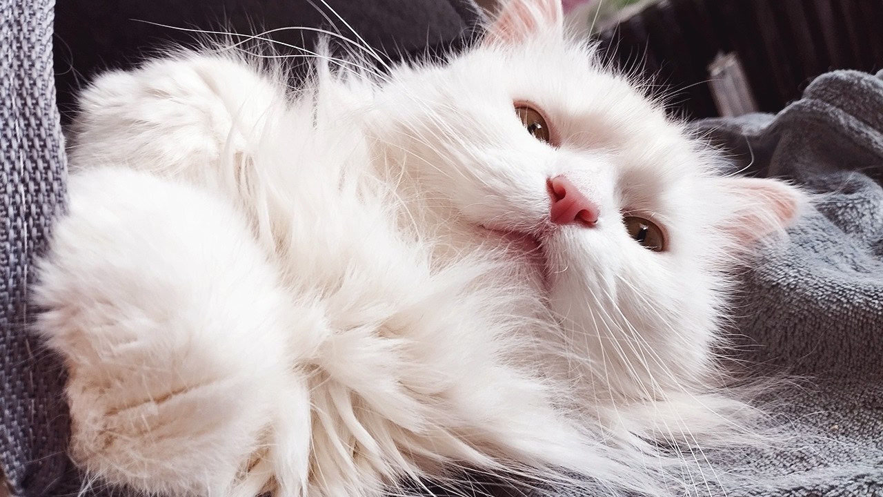 After a good meal, its time to purr
