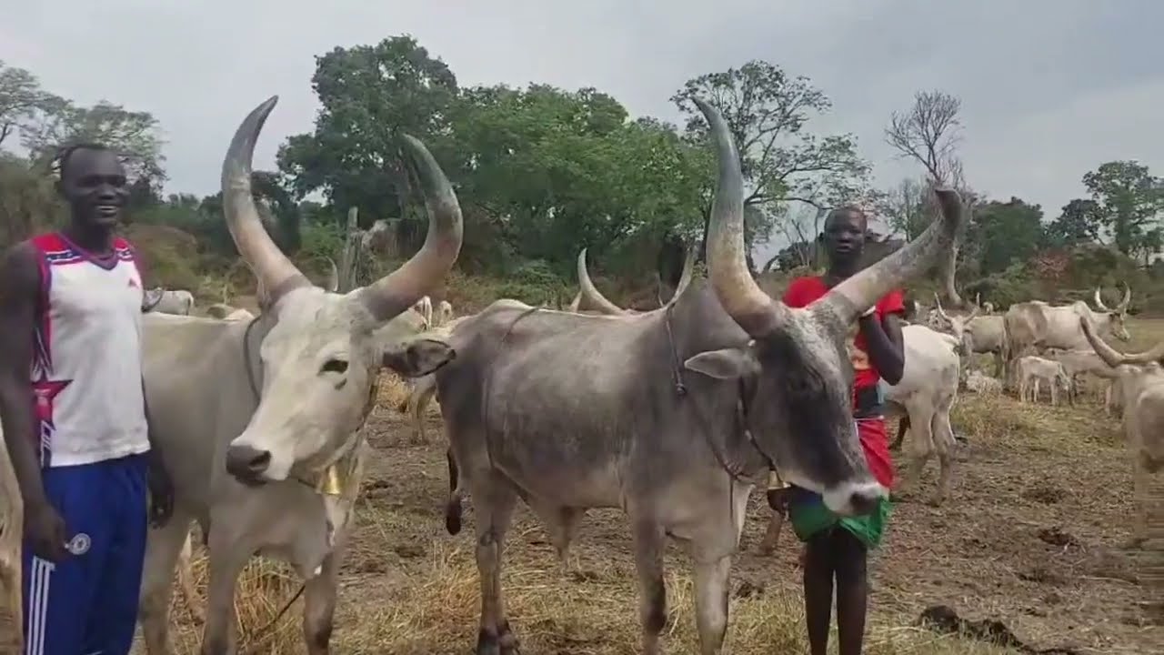 Aliam toc one and two in Kolkuei Cattle camp as they proceed to Baar