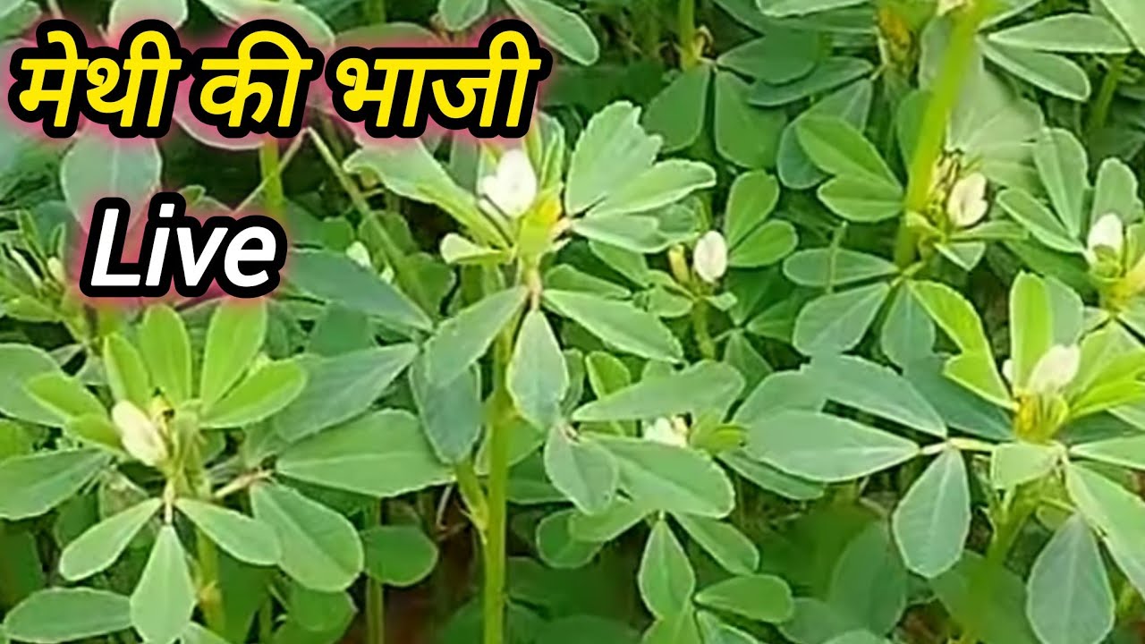 alishan cooking is live! Hay to Aaj Maine live mein banai Hai 🌿methi ki bhaji
