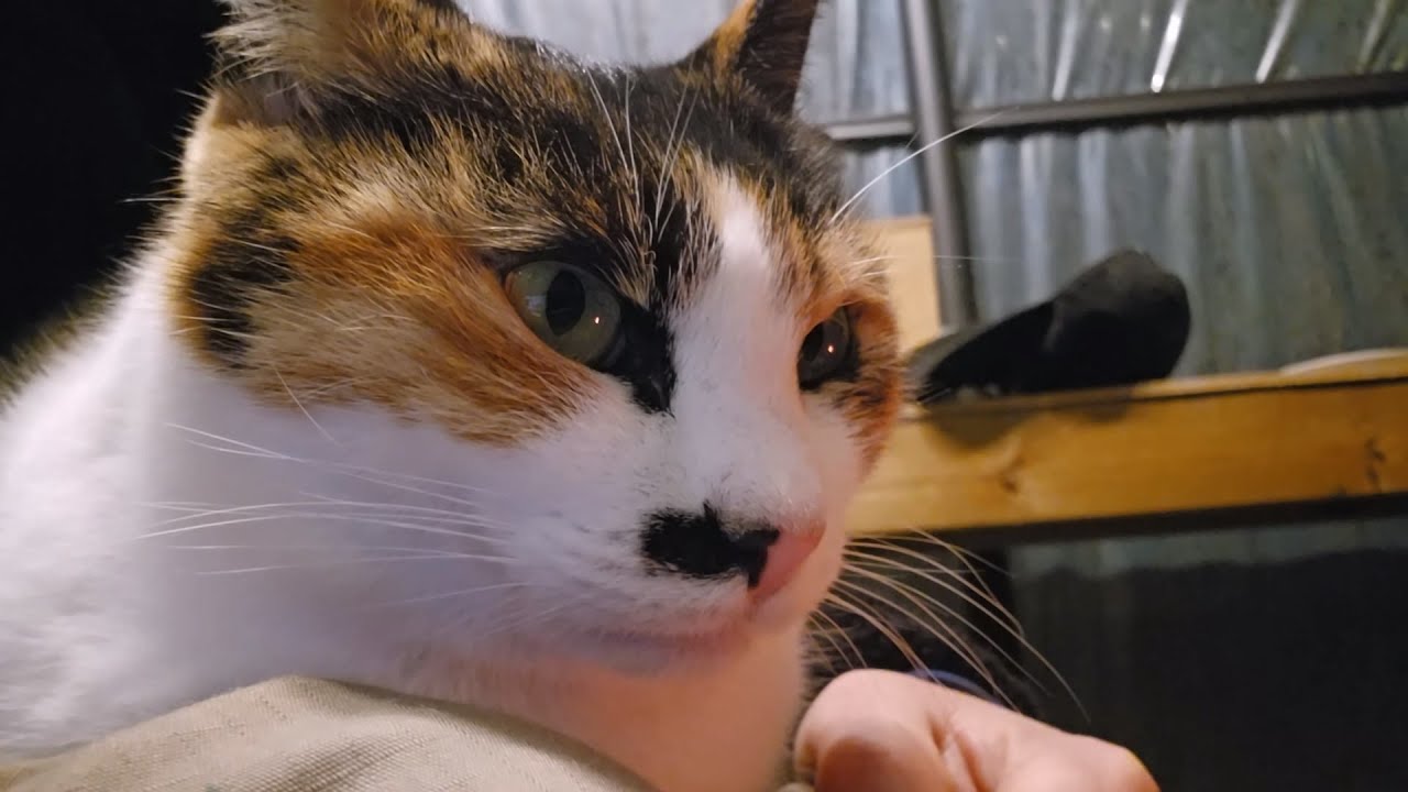 고양이 월동 준비