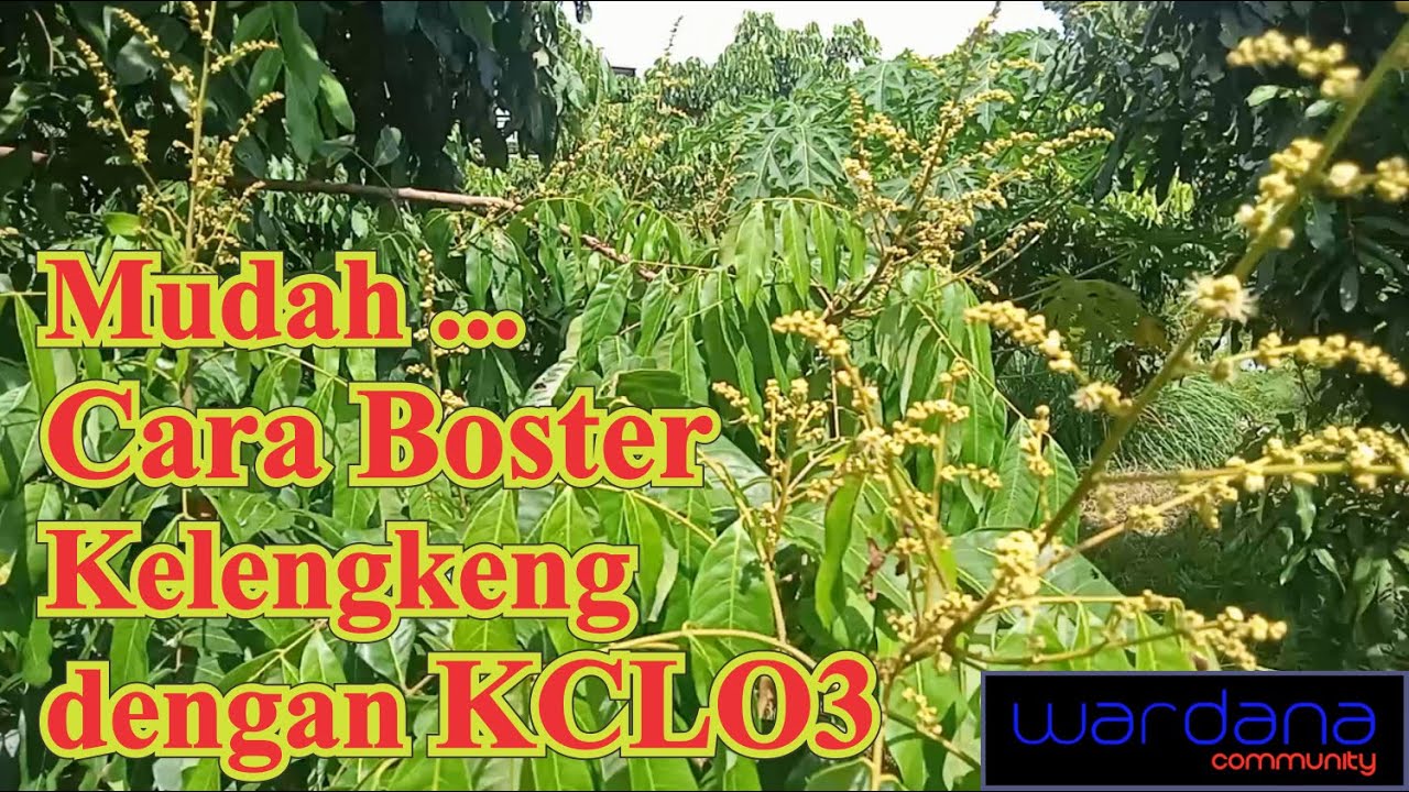 Mudah Cara Boster Kelengkeng Dengan Kclo3