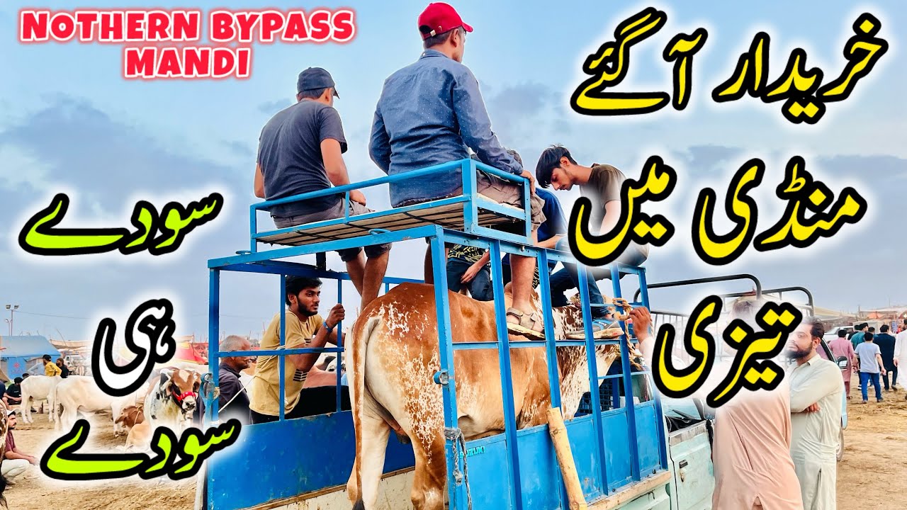 Nothern Bypass Mandi Me Soday Hi Soday | Kharidar Agye Mandi Me Taizi | Cow Mandi 2024 | Cow