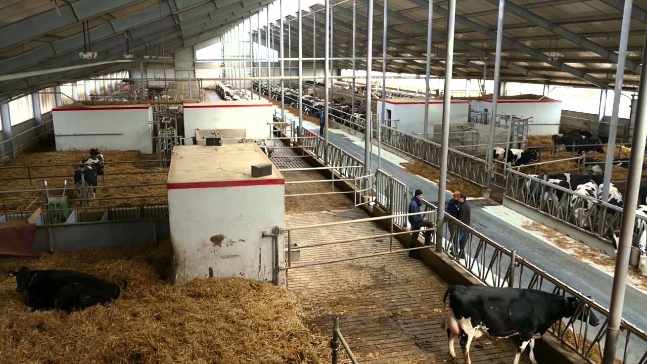 „Kto kocha krowy, ten powinien mieć właśnie taką oborę”
