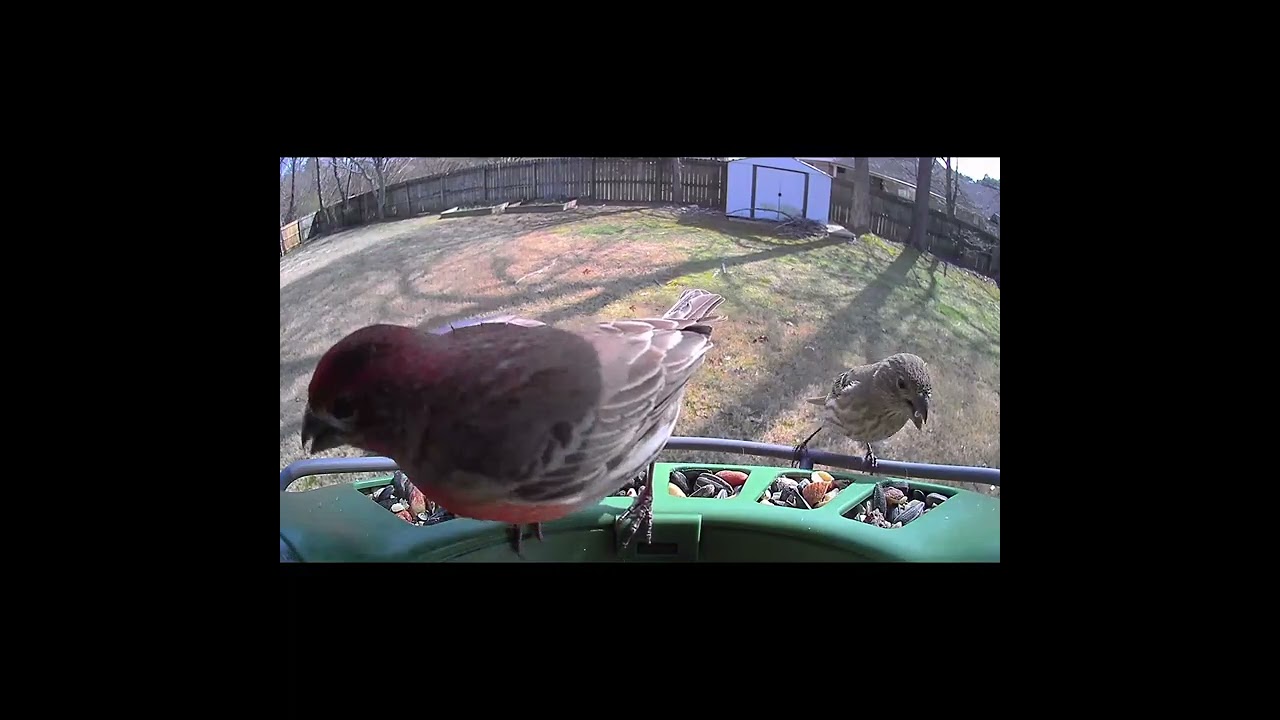 Species Spotlight: House Finch | Backyard Birds of Memphis