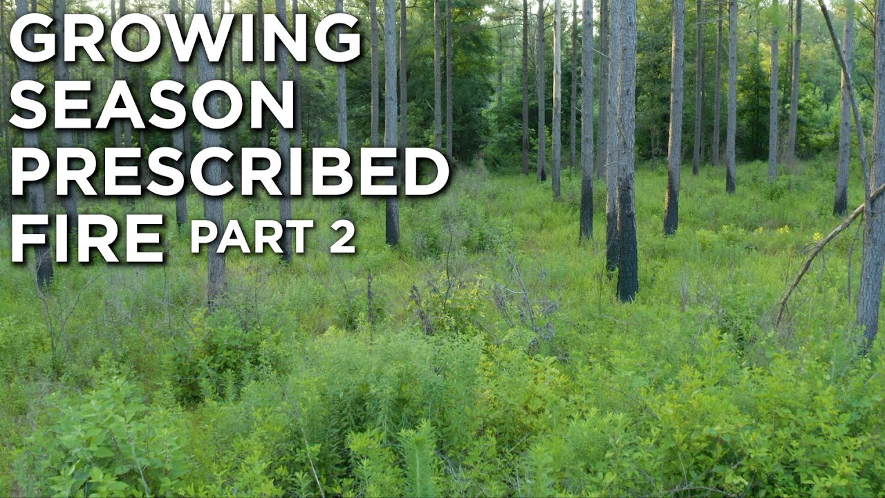 Analyzing Growing Season Prescribed Fires With Dr. Marcus Lashley | Part 1