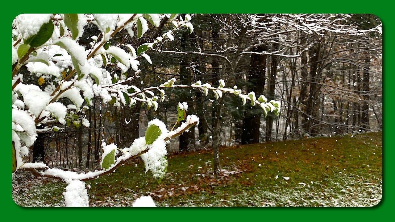 Gently Falling Snow