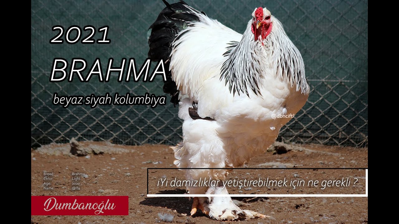 Alfa Brahma beyaz siyah Columbia - Light Brahma 2021 breeding fowl