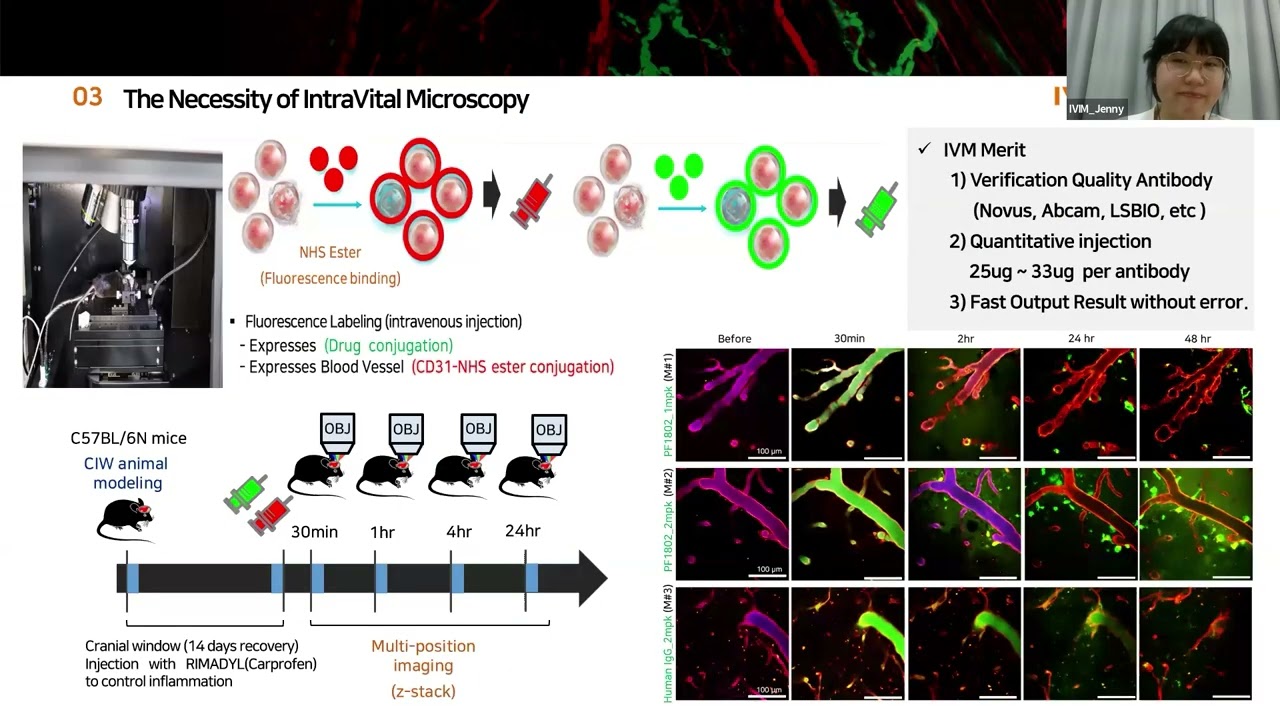 (EN) From Antibody Therapeutics to ADCs: Imaging Analysis Using Intravital Microscopy