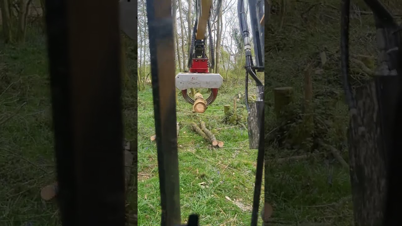 Felling Ash trees with a VOSCH grapple saw. ASH DIEBACK!