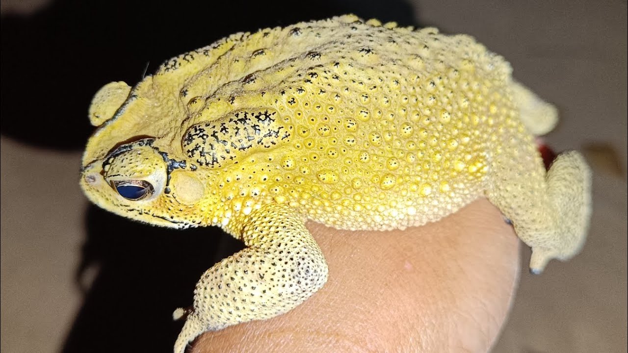 Catching, Toad frog, Sound of frog.