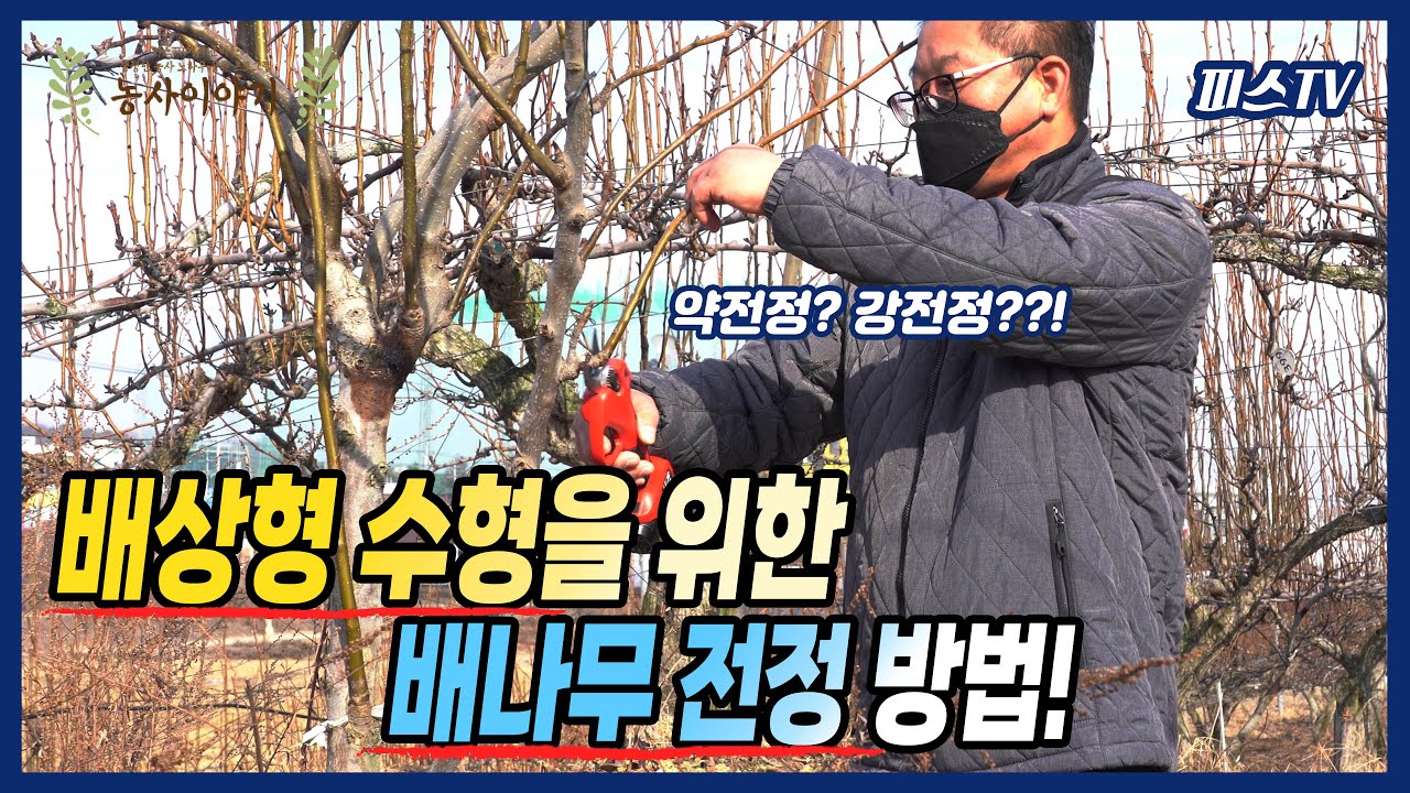 튼실한 열매를 위한 배나무 배상형 수형잡는 전정 방법! l 피스TV
