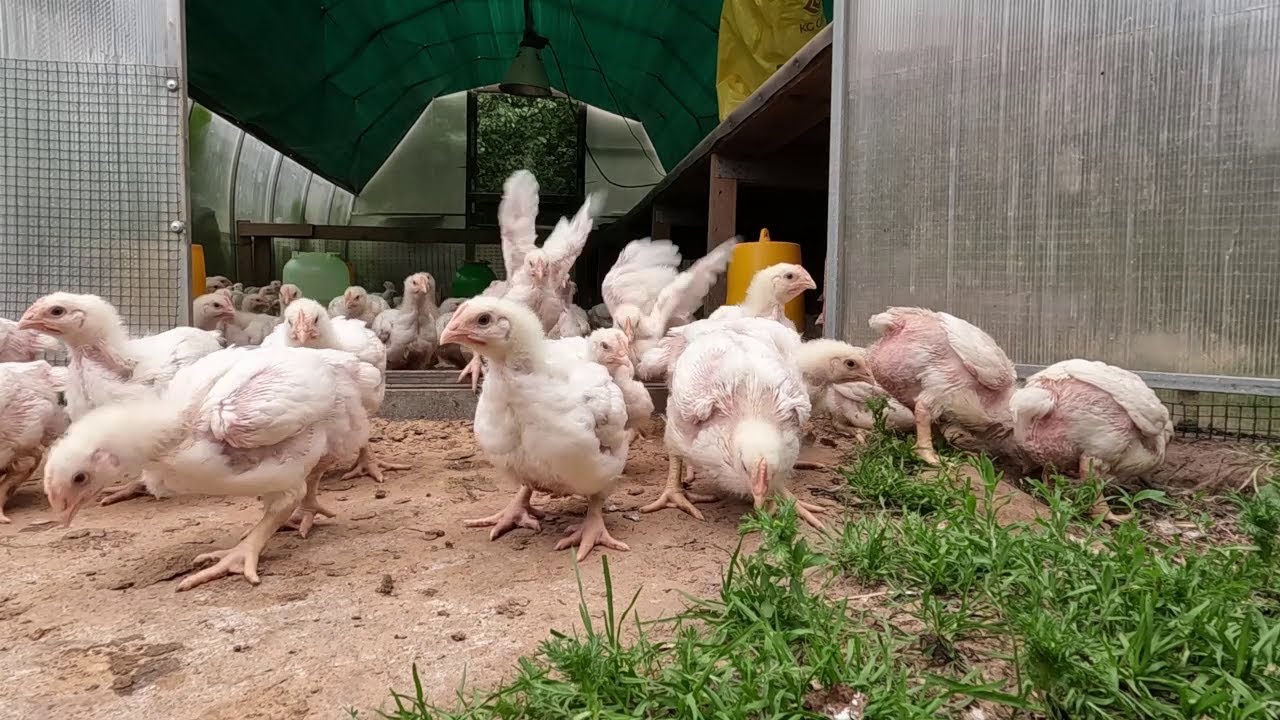 ROSS 308 BROILER 19 day 1.5 kilograms