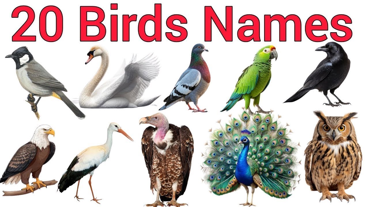 20 Birds Names in English | Learn Bird Names for Kids with Pictures