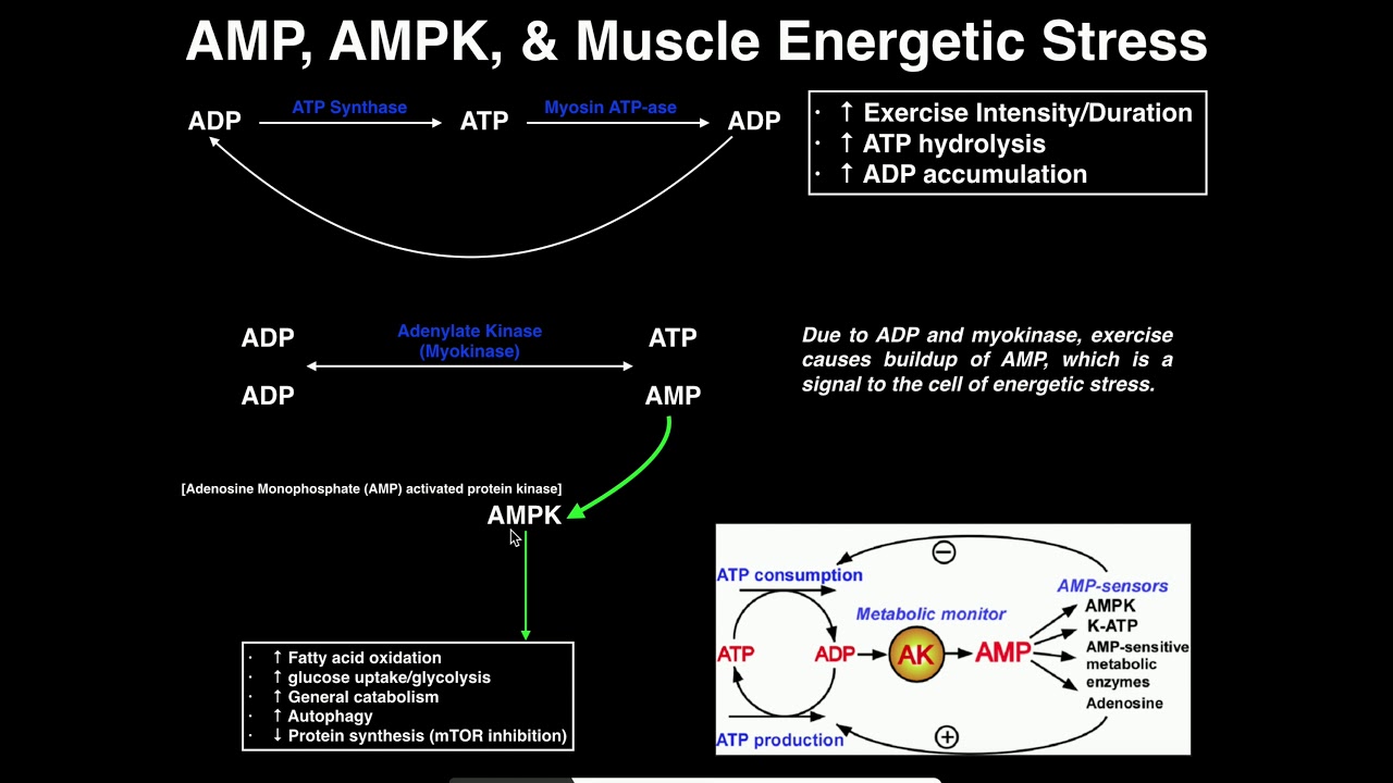Exercise Physiology | AMP, AMPK, & Energetic Stress