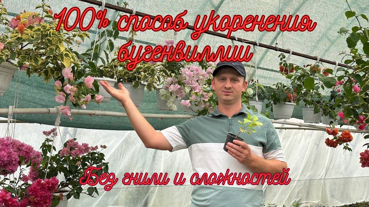 Размножаем бугенвиллию черенками легко! Весь процесс от А до Я с гарантией результата.