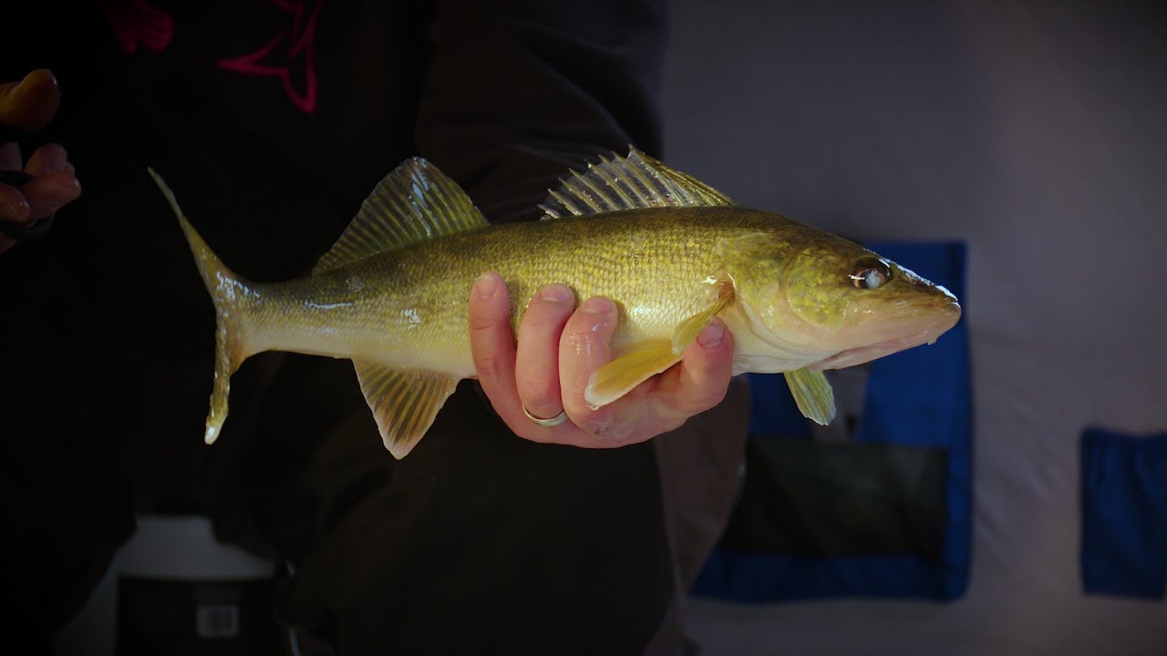 Fox River Ice Walleyes - In-Depth Outdoors Season 12, Episode 7
