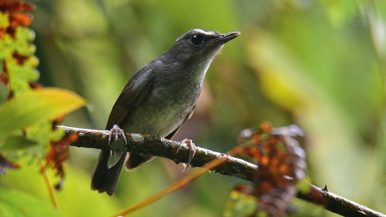 Lesser Shortwing Brachypteryx leucophris