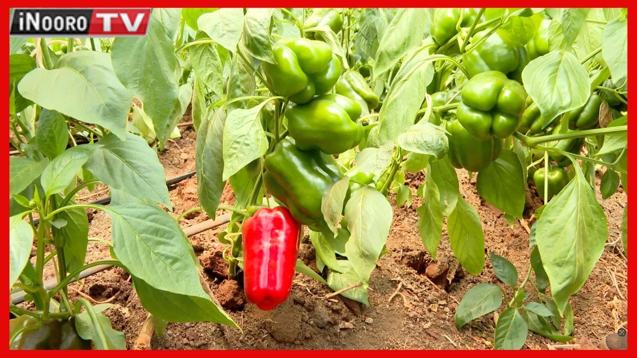Ũrĩmi wa hoho mũthemba wa Capsicum #MũgambowaMũrĩmi
