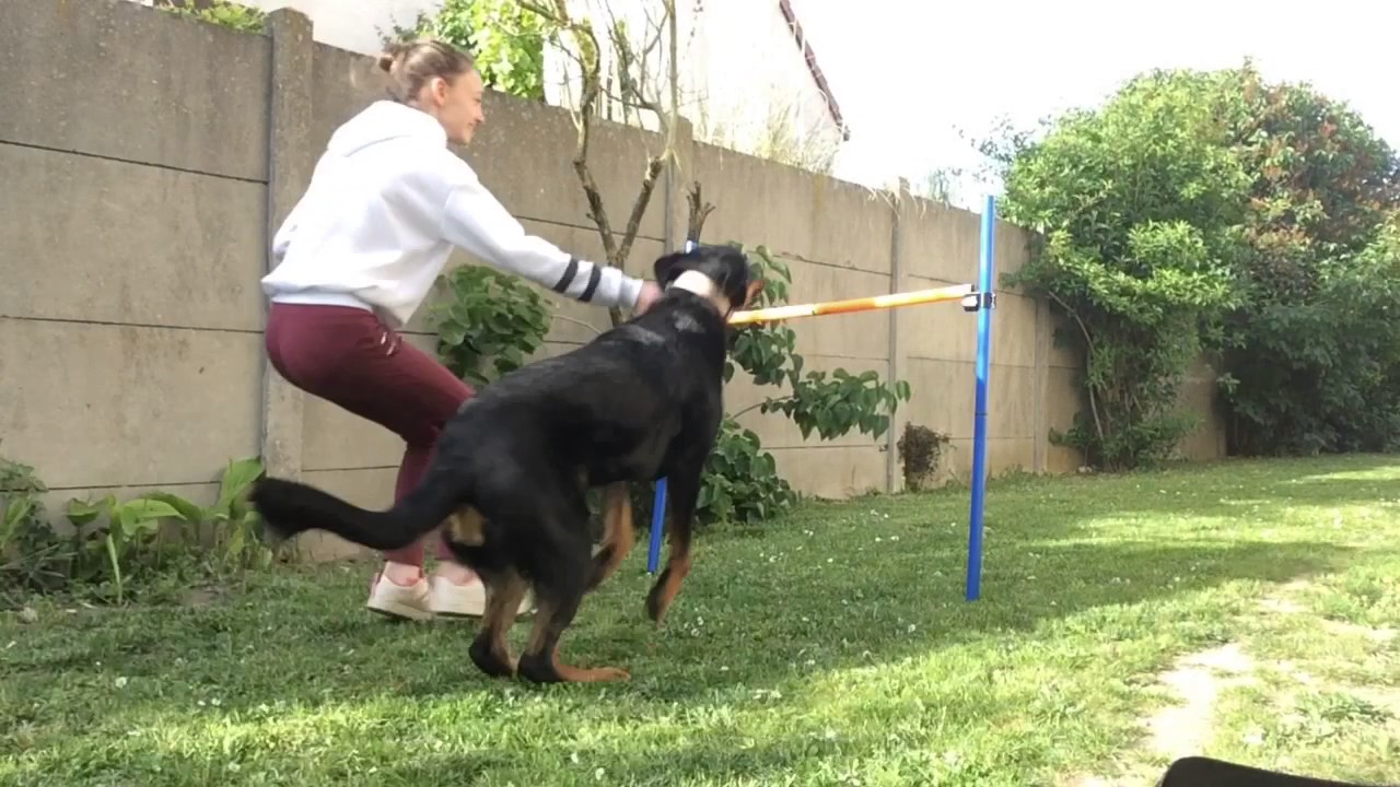 Mon chien saute 1 m&egrave;tre 😍