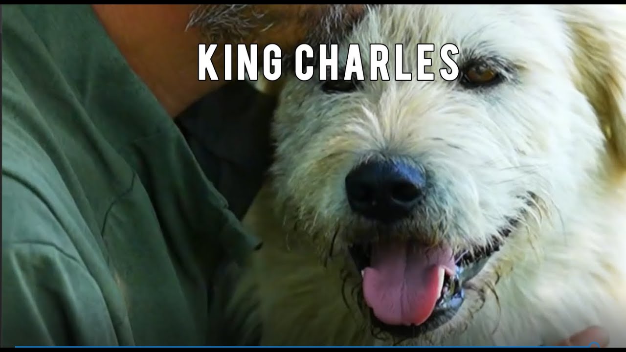 Every Dog Bows to King Charles — Here’s Why