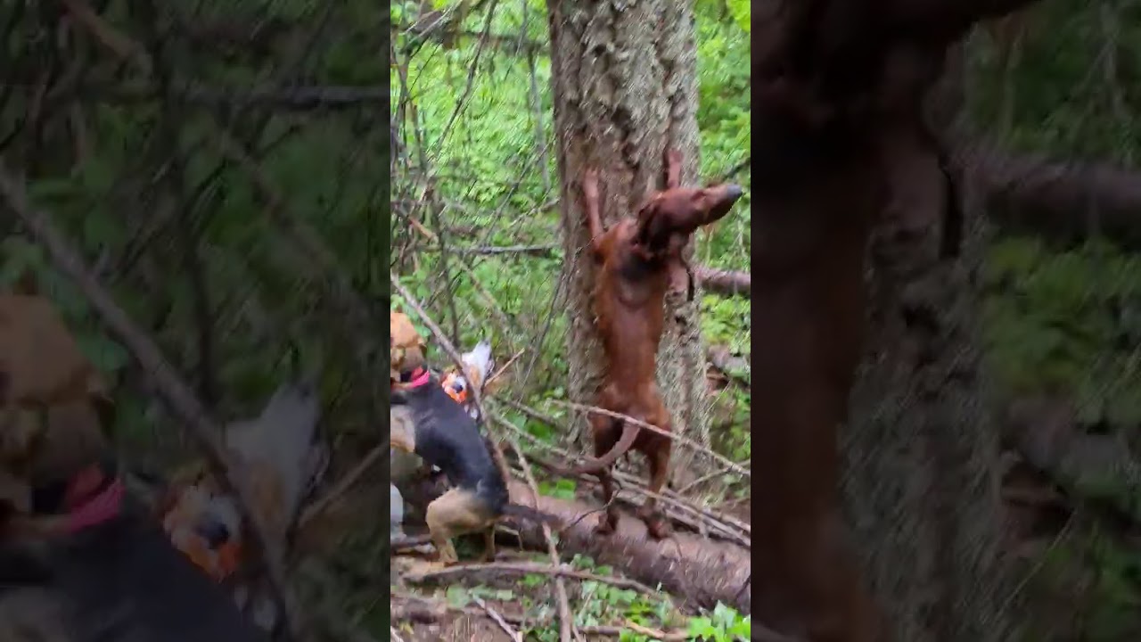 Rainy day bear tree and free 