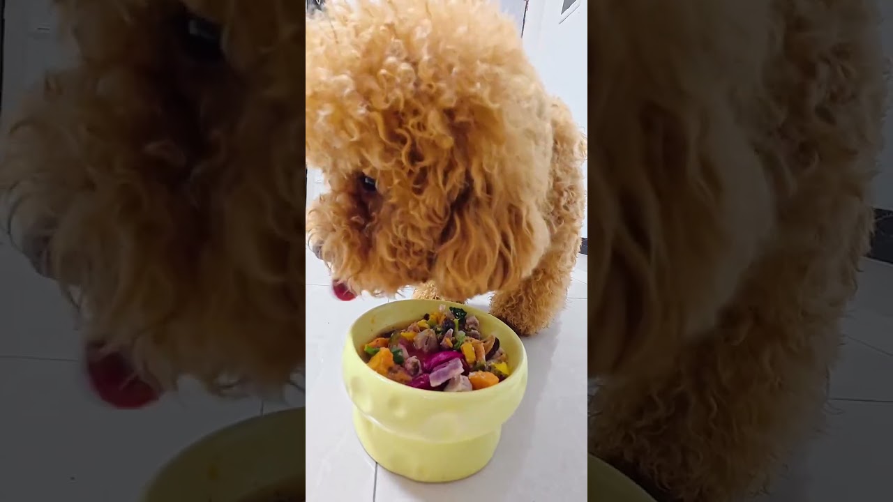 Daily Dog Care Vlog: Post-Work Immersion in Canine Joy