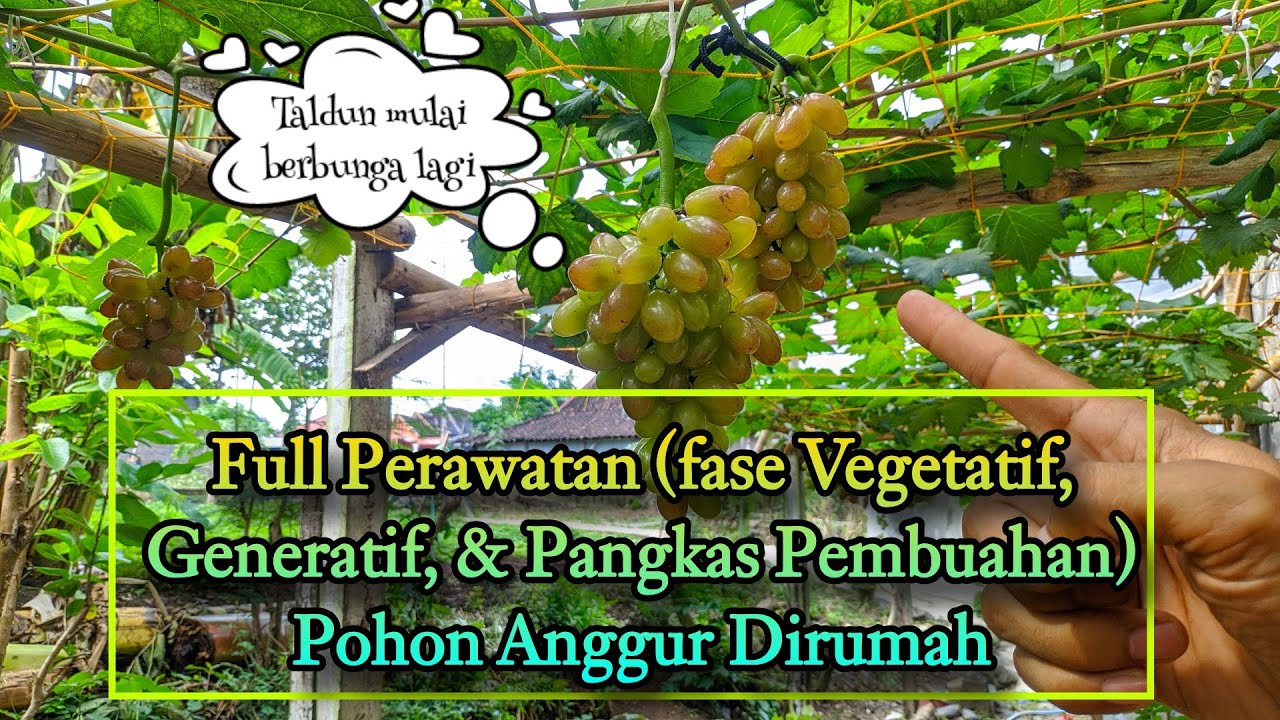 Full perawatan pohon anggur dirumah fase vegetatif, generatif dan pangkas pembuahan anggur import