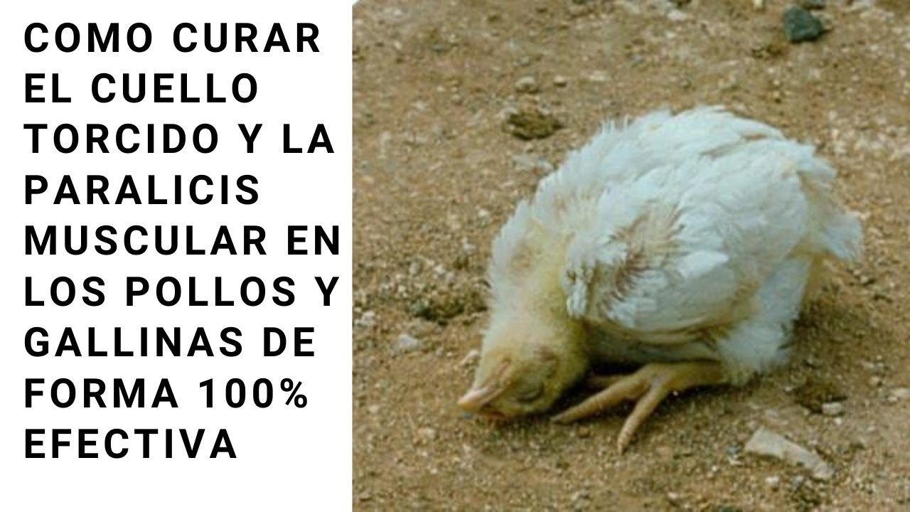 Como curar el cuello torcido en pollitos y gallinas