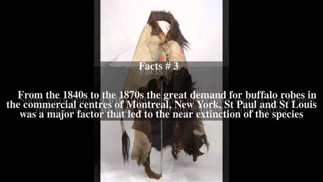 Buffalo robe Top # 5 Facts