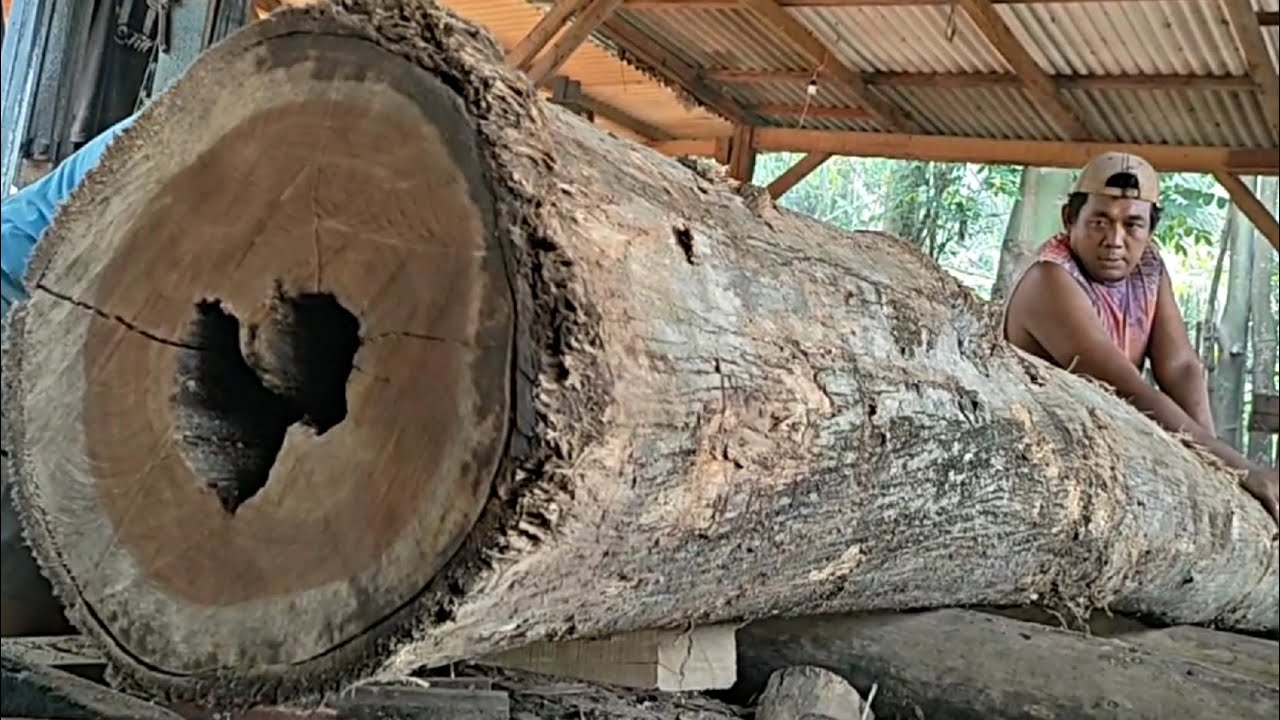 The process of cutting hollow teak wood in a wood sawmill is tense