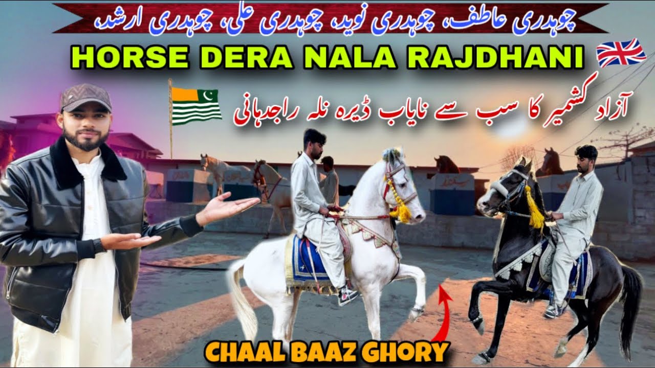 Azad Kashmir Champion Horse Dera in Nala Rajdhani💁🏻/آزاد کشمیر کا سب سے نایاب ڈیرہ😱/Chaal Baaz Ghory