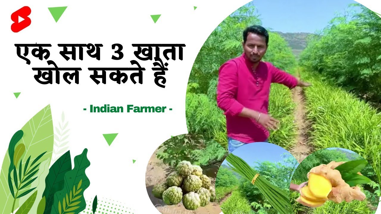सबसे बड़ा INTERCROPPING-7 एकर का🙀,Ginger,Drumsticks, Custard apple | Indian Farmer | #Shorts