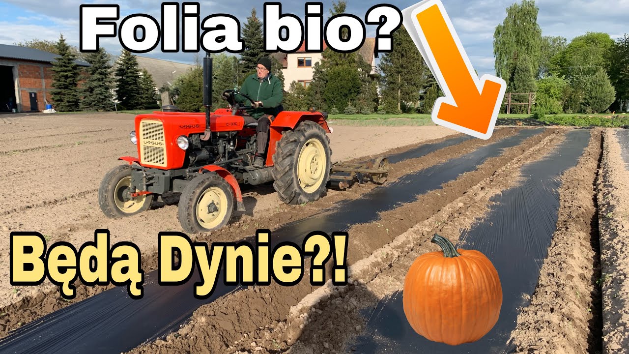 #333- Rozwijanie folii biodegradowalnej pod dynie! +Uprawa i siew! Co jeszcze prócz dyni ?