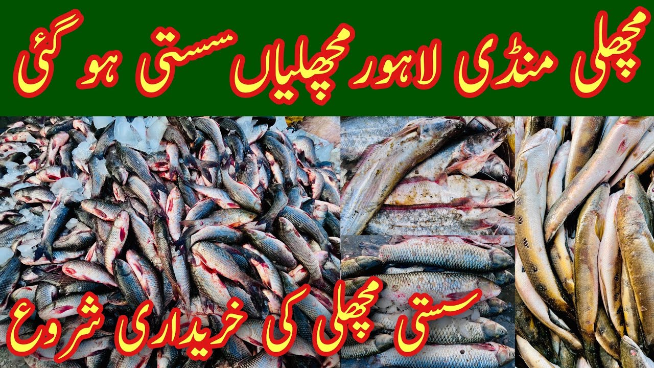 Lahore Fish Market Rate Today, Machli Mandi Lahore, Sole Fish, Rohu Fish Price, Fish Rate, Mr Phirtu