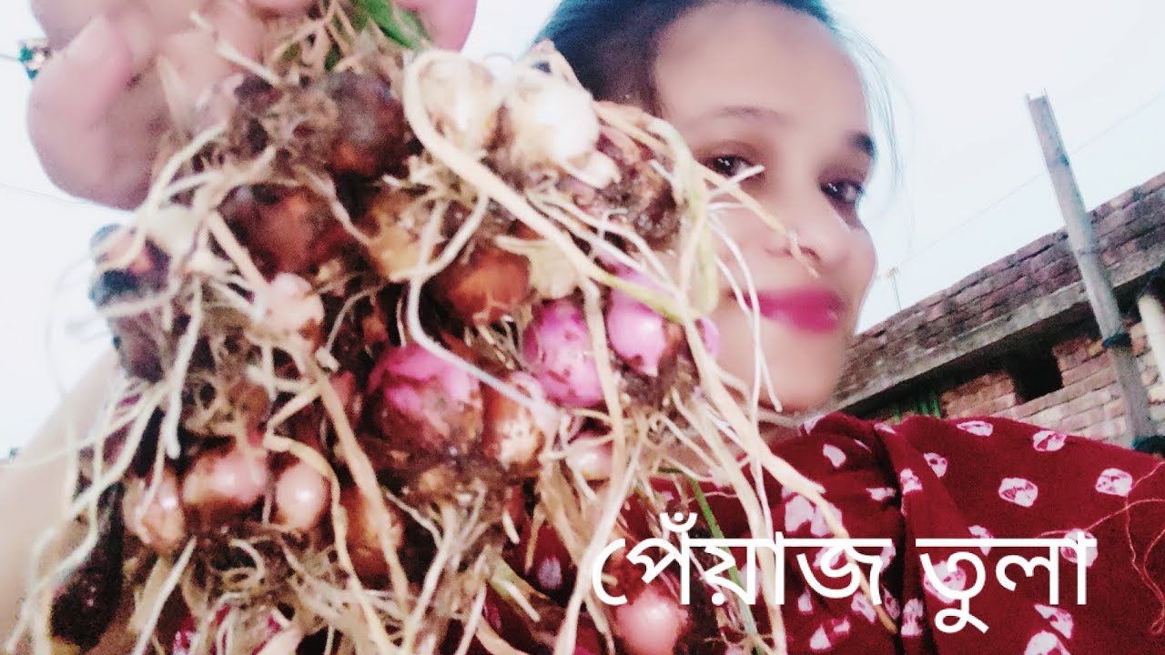 অবশেষে আমার ছোট্ট ছাদ বাগানে লাগানো পেঁয়াজ গাছে কি পেঁয়াজ পেলাম? কি পরিমাণ পেলাম 🙂