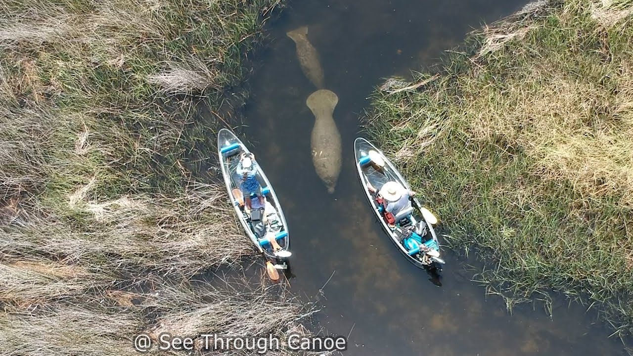 Kayaking with Manatees: A Collection of Cool Manatee Encounters in a Clear Kayak