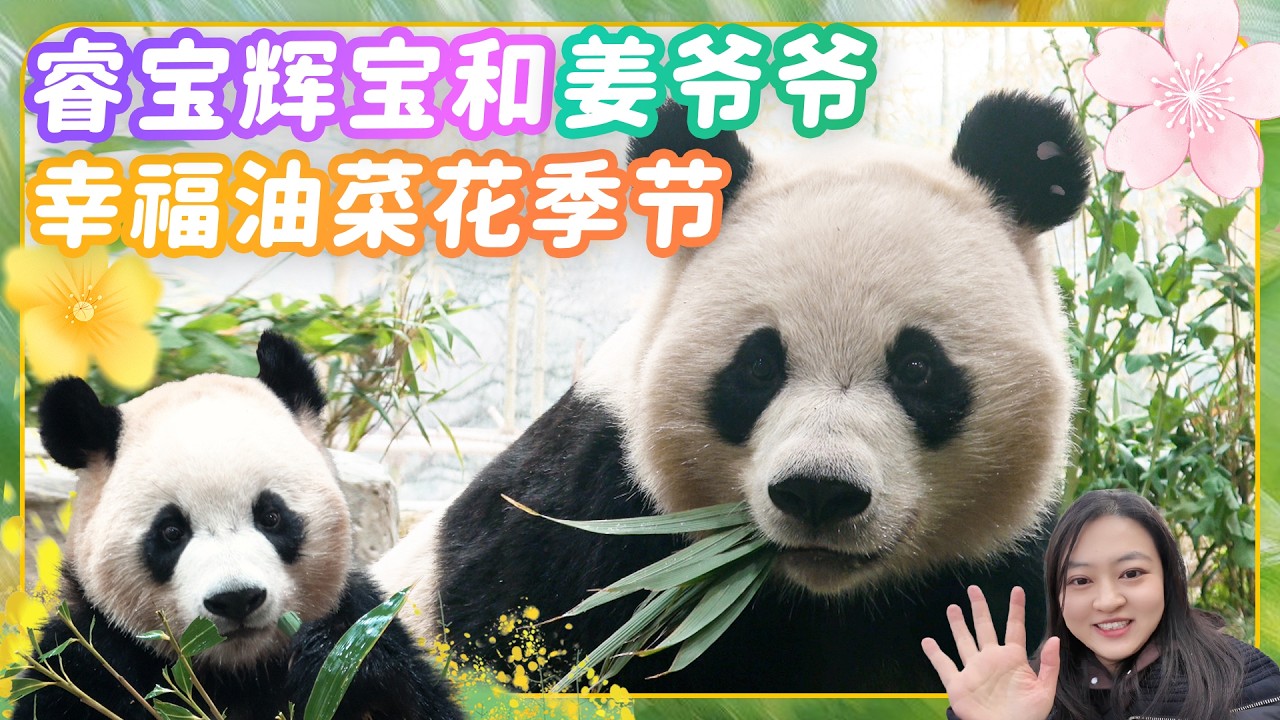 大熊猫睿宝辉宝爱宝乐宝和姜爷爷幸福油菜花季节🌼🐼爱宝乐园宝家族爱宝乐宝福宝睿宝辉宝日常vlog #大熊猫 #睿宝 #辉宝 #宋爷爷 #宝家族 #爱宝乐园 #熊猫Vlog#韩国旅游