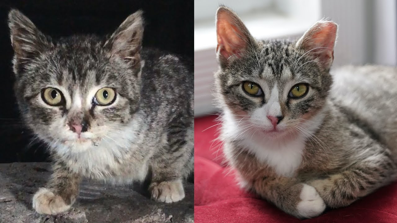 Rescuing a Street Kitten with FIP