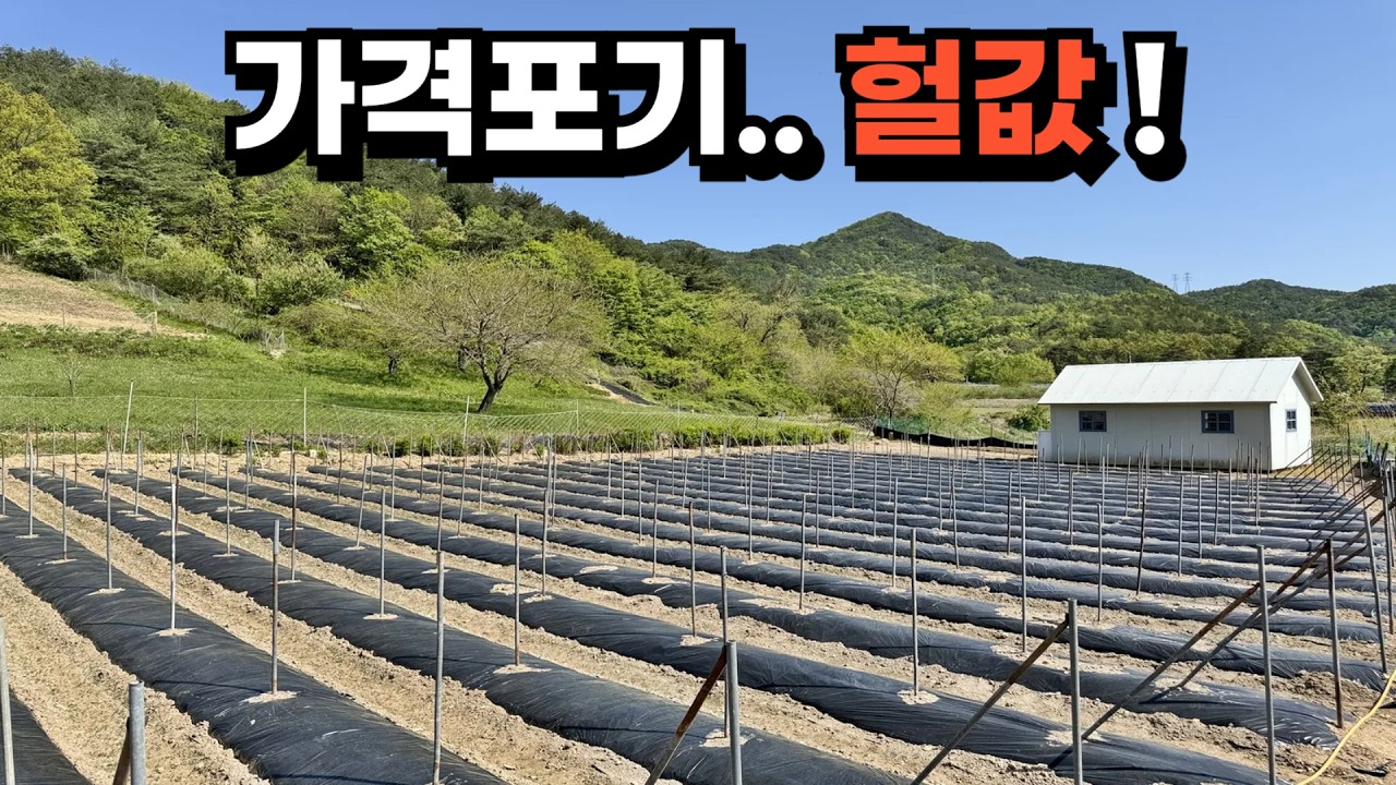 520평 명당터 급매물! 6,700만원