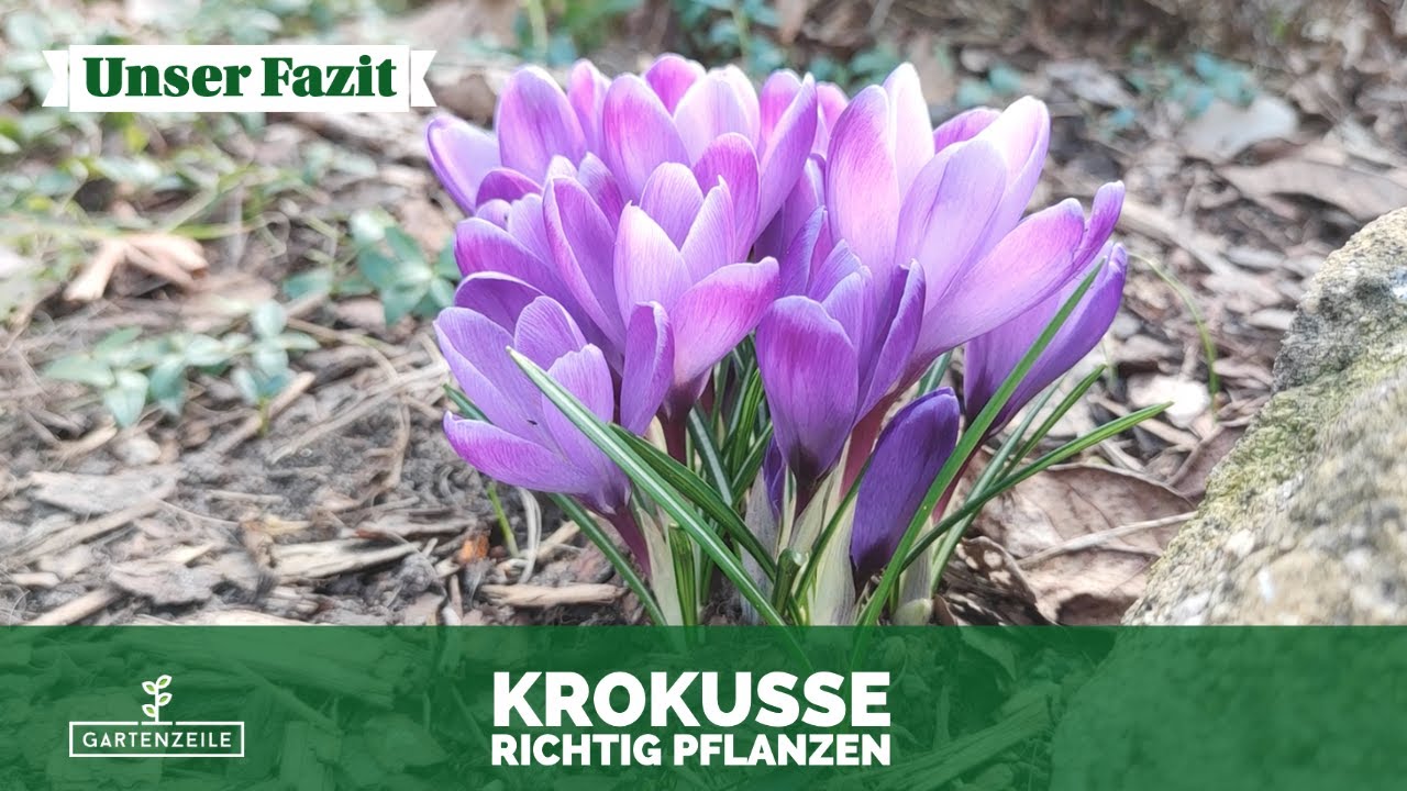 Krokusse bl&uuml;hen wunderbar im Fr&uuml;hjahr | Wie lange solltet ihr mit dem M&auml;hen warten?