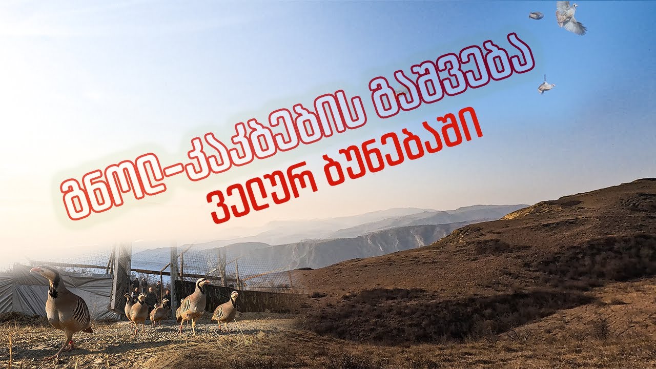 გნოლ-კაკბების გაშვება ველურ ბუნებაში