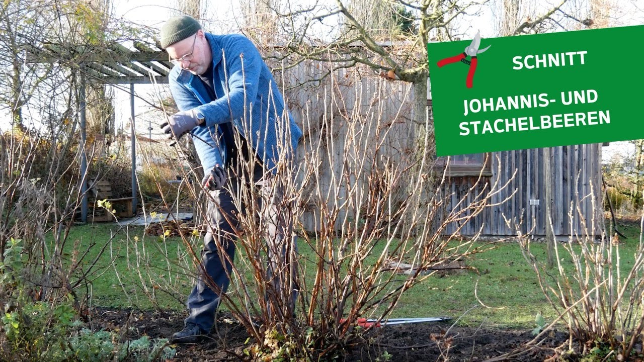 So geht's! ✂️🫐 Johannis- und Stachelbeeren richtig schneiden
