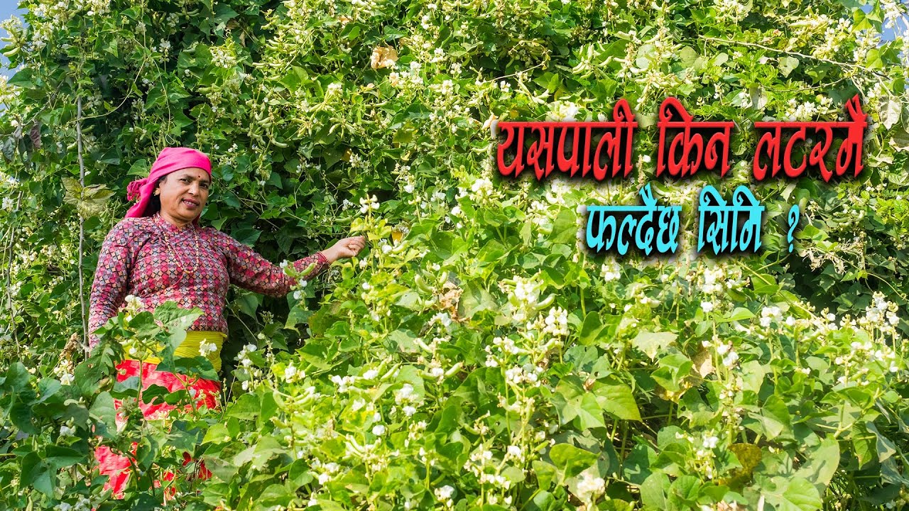 कान्छीको भान्सामा स्वादिष्ट सिमिको तरकारी र गाँजरको हलुवा पाक्दै | Green Beans and Carrot pudding