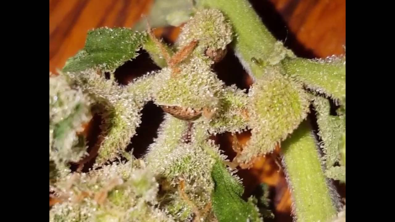 Pollinated UK Outdoor Pineapple Kush Auto