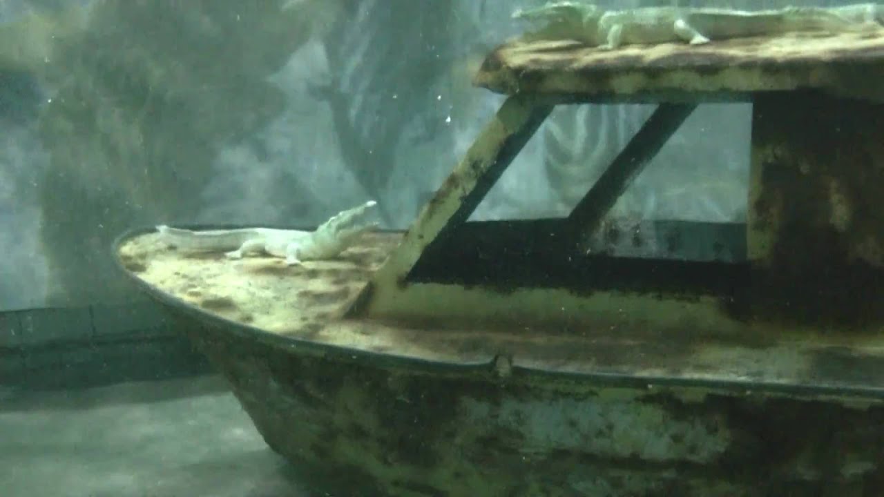 Dani´s Geburtstag unterwasser und Achi von den Freak Divers Augsburg