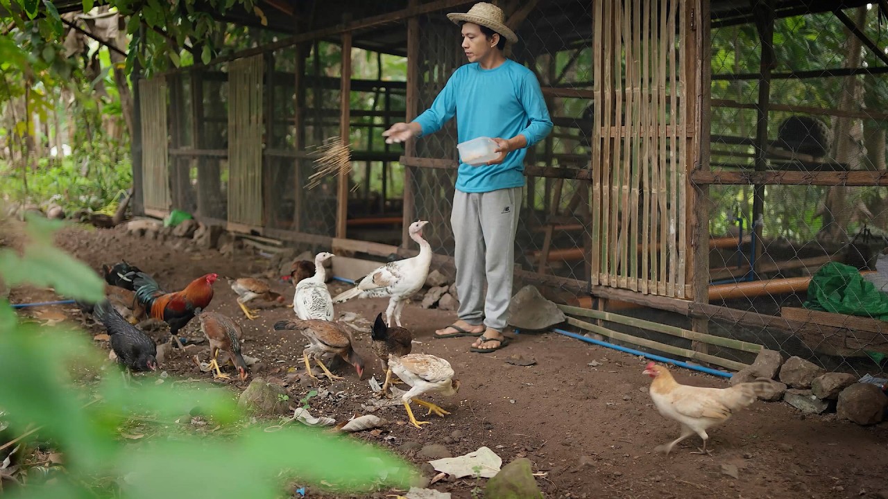 Life in the Mountains | Cooking Native Chicken with Coconut Milk
